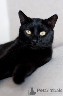 Foto №3. Teid luxuriöser Schwanz. Weißrussland