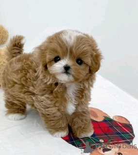 Foto №3. Teetasse Maltipoo Welpen zur Adoption. Deutschland