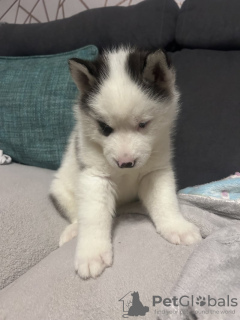 Foto №2 zu Ankündigung № 133735 zu verkaufen siberian husky - einkaufen USA quotient 	ankündigung