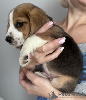 Foto №1. beagle - zum Verkauf in der Stadt Calabasas | 265€ | Ankündigung № 102244