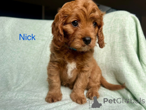 Foto №2 zu Ankündigung № 144460 zu verkaufen cavalier king charles spaniel - einkaufen Österreich züchter