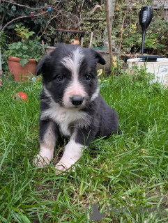 Foto №2 zu Ankündigung № 175703 zu verkaufen border collie - einkaufen Deutschland quotient 	ankündigung