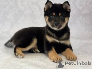Foto №3. Chiots Shiba Inu zu verkaufen. Belgien