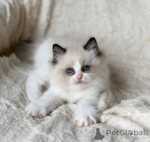 Foto №1. ragdoll-katze - zum Verkauf in der Stadt Nettetal | 350€ | Ankündigung № 177650