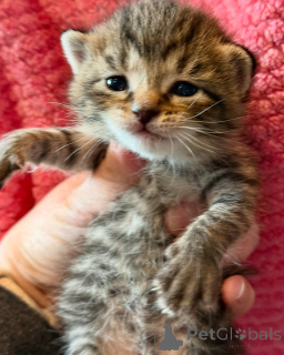 Foto №1. bengal katzenrasse - zum Verkauf in der Stadt München | 630€ | Ankündigung № 150621