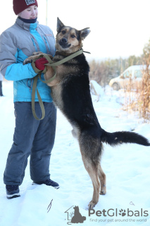 Foto №4. Ich werde verkaufen mischlingshund in der Stadt Краснокамск. aus dem tierheim - preis - Frei