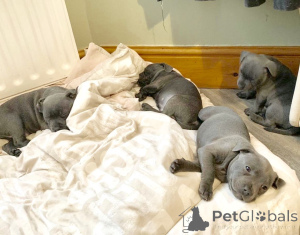 Foto №2 zu Ankündigung № 168441 zu verkaufen staffordshire bull terrier - einkaufen Schweden quotient 	ankündigung, züchter
