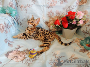 Foto №3. Bengal Kitty zu verkaufen. Russische Föderation