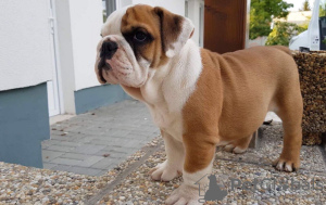 Foto №2 zu Ankündigung № 103480 zu verkaufen englische bulldogge - einkaufen Deutschland 