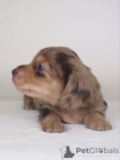 Foto №2 zu Ankündigung № 159638 zu verkaufen dackel - einkaufen Island quotient 	ankündigung