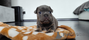 Foto №2 zu Ankündigung № 139145 zu verkaufen französische bulldogge - einkaufen Deutschland quotient 	ankündigung