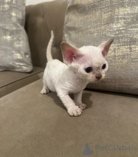 Foto №1. devon rex - zum Verkauf in der Stadt Baden | 350€ | Ankündigung № 169319