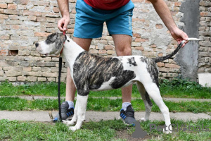 Foto №2 zu Ankündigung № 119398 zu verkaufen american bulldog - einkaufen Serbien quotient 	ankündigung