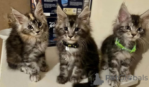 Foto №1. maine-coon-katze - zum Verkauf in der Stadt Mannheim | 350€ | Ankündigung № 177572