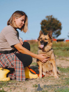 Foto №2 zu Ankündigung № 160731 zu verkaufen mischlingshund - einkaufen Russische Föderation quotient 	ankündigung