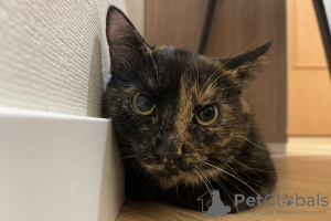 Zusätzliche Fotos: Die wundervolle junge Katze Cinnamon sucht ein Zuhause und eine liebevolle