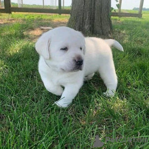 Foto №1. labrador retriever - zum Verkauf in der Stadt Helsinki | 400€ | Ankündigung № 56454