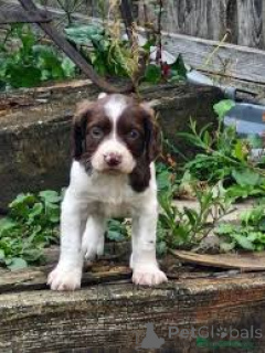 Foto №1. english springer spaniel - zum Verkauf in der Stadt Brüssel | 700€ | Ankündigung № 166577