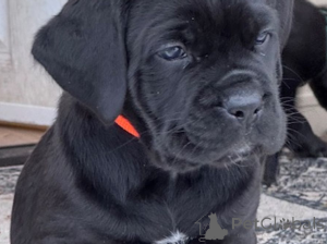 Foto №1. cane corso italiano - zum Verkauf in der Stadt Köln | 700€ | Ankündigung № 138450