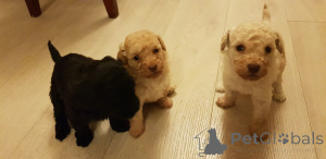 Foto №2 zu Ankündigung № 172867 zu verkaufen pudel (toy) - einkaufen Belgien quotient 	ankündigung