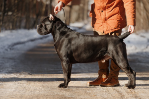 Foto №1. Paarung Service - züchten: cane corso italiano. Preis - verhandelt