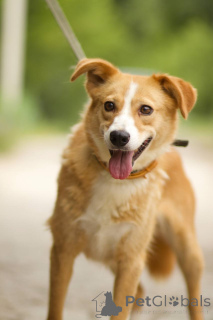 Foto №1. mischlingshund - zum Verkauf in der Stadt Moskwa | Frei | Ankündigung № 150470