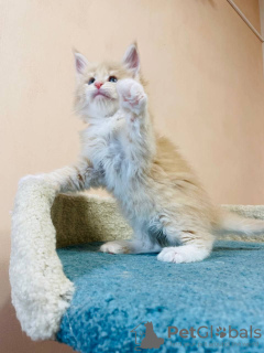 Foto №1. maine-coon-katze - zum Verkauf in der Stadt Uxbridge | 400€ | Ankündigung № 125583