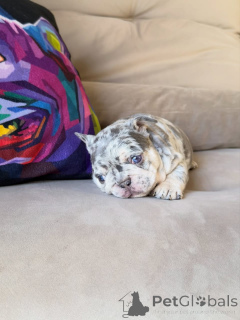 Foto №1. französische bulldogge - zum Verkauf in der Stadt Saint-Germain-lès-Arpajon | verhandelt | Ankündigung № 174879