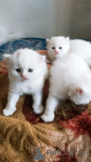 Foto №1. exotische kurzhaarkatze - zum Verkauf in der Stadt Berlin | 300€ | Ankündigung № 137219