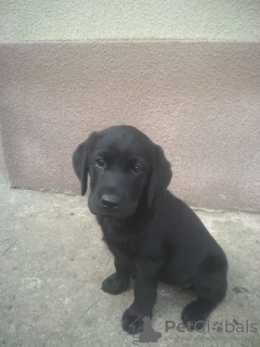 Foto №4. Ich werde verkaufen labrador retriever in der Stadt Kharkov. quotient 	ankündigung - preis - 124€