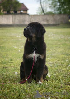 Foto №3. Tibetan Mastiff Welpen. Weißrussland