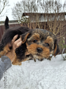 Foto №2 zu Ankündigung № 162864 zu verkaufen biewer terrier, yorkshire terrier - einkaufen Litauen quotient 	ankündigung, vom kindergarten, züchter