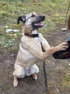 Foto №4. Ich werde verkaufen mischlingshund in der Stadt Moskwa. quotient 	ankündigung - preis - Frei