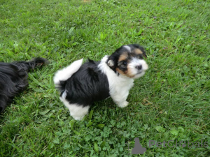 Foto №1. biewer terrier - zum Verkauf in der Stadt Wien | verhandelt | Ankündigung № 167437