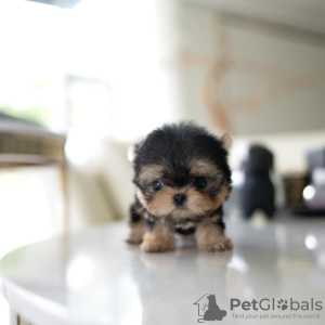 Foto №2 zu Ankündigung № 130507 zu verkaufen yorkshire terrier - einkaufen USA quotient 	ankündigung