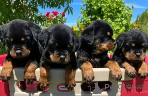 Foto №4. Ich werde verkaufen rottweiler in der Stadt Sevetal. quotient 	ankündigung - preis - 580€