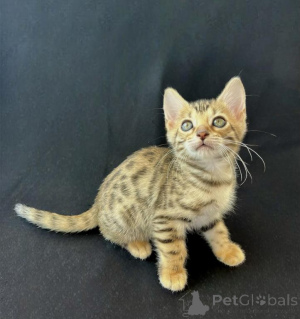 Foto №1. bengal katzenrasse - zum Verkauf in der Stadt Bünsdorf | 350€ | Ankündigung № 150495