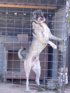 Foto №3. Türkischer Kangal, Rüde. Serbien