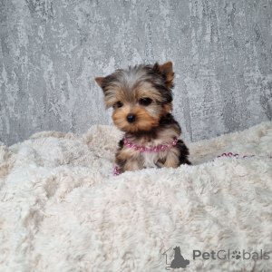 Foto №3. Es waren nur wenige Monate und Monate vergangen, da ich sie nach dem Autokauf. Montenegro