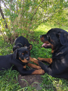 Foto №3. Rottweiler-Welpen wechseln zu neuen Besitzern. Lettland