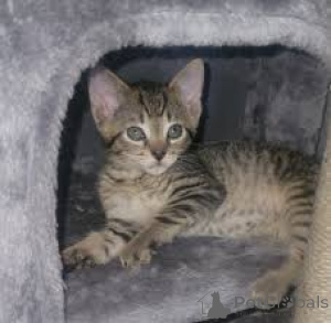 Foto №2 zu Ankündigung № 172710 zu verkaufen ocicat - einkaufen Belgien quotient 	ankündigung, züchter