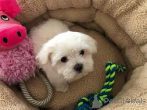 Foto №2 zu Ankündigung № 169508 zu verkaufen bichon frisé - einkaufen Finnland quotient 	ankündigung, züchter