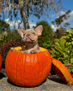Foto №2 zu Ankündigung № 150639 zu verkaufen französische bulldogge - einkaufen Deutschland aus dem tierheim, züchter