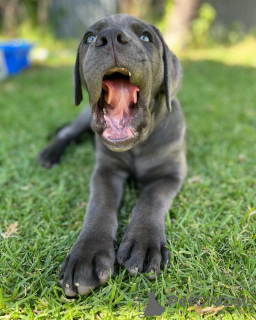 Foto №4. Ich werde verkaufen cane corso italiano in der Stadt München. züchter - preis - Frei