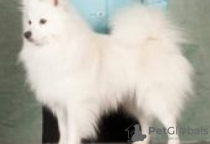 Foto №2 zu Ankündigung № 129080 zu verkaufen belgische zwerggriffons - einkaufen Finnland züchter