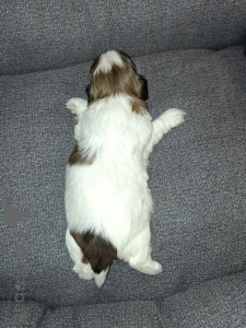 Foto №3. Ideale reinrassige Shih Tzu-Welpen. . Schweden