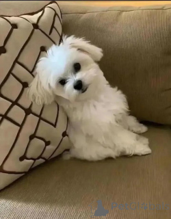 Foto №1. malteser - zum Verkauf in der Stadt Helsinki | 500€ | Ankündigung № 164994