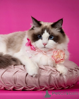 Foto №2 zu Ankündigung № 155571 zu verkaufen ragdoll-katze - einkaufen Italien quotient 	ankündigung