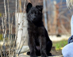 Zusätzliche Fotos: Deutscher Schäferhund, weiblich, Geburtsdatum 19.11, KSU-Metrik, Tierarztpass