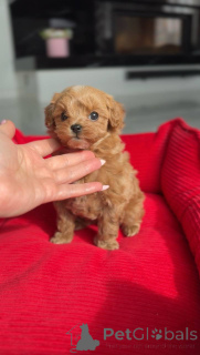 Foto №3. Charmantes Mini-Mädchen. Österreich